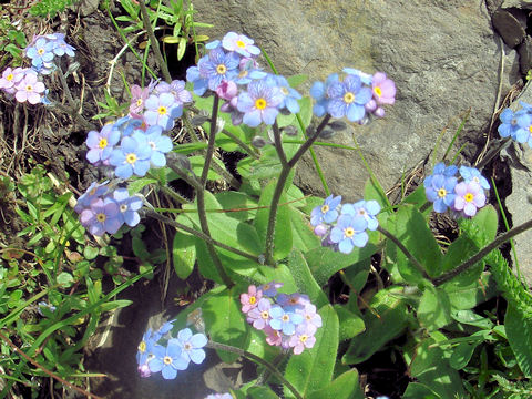 Myosotis alpestris