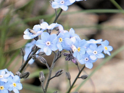 Myosotis alpestris