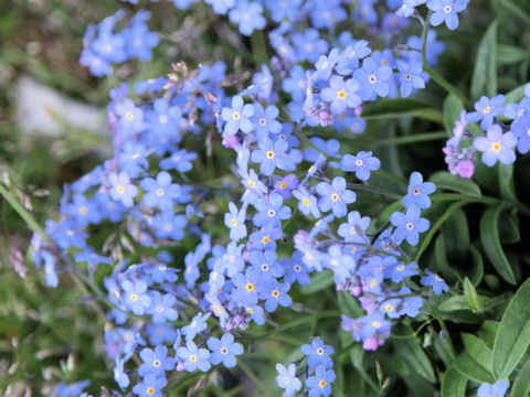 Myosotis alpestris