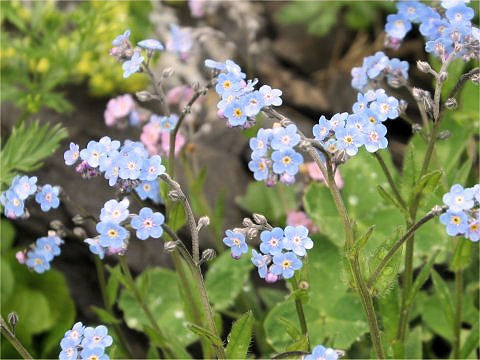 Myosotis alpestris