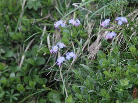 Myosotis alpestris