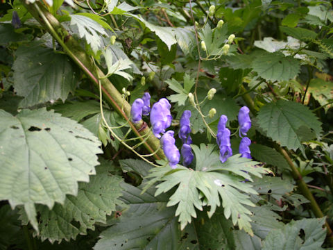 Aconitum septemcarpum