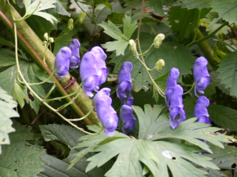 Aconitum septemcarpum