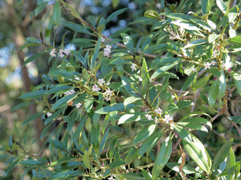 Myoporum sandwicense