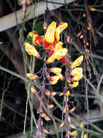 Thunbergia mysorensis