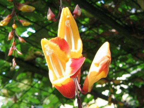 Thunbergia mysorensis