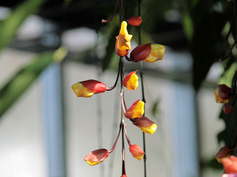 Thunbergia mysorensis