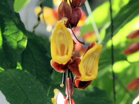 Thunbergia mysorensis