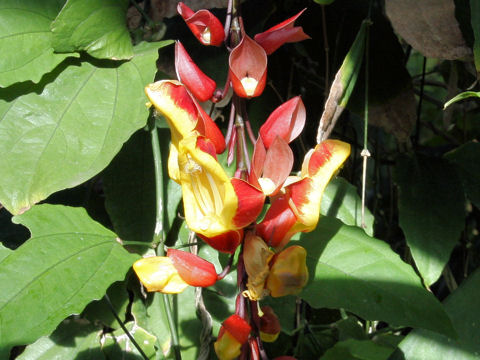 Thunbergia mysorensis