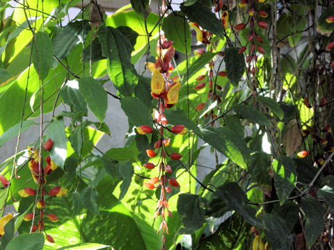 Thunbergia mysorensis