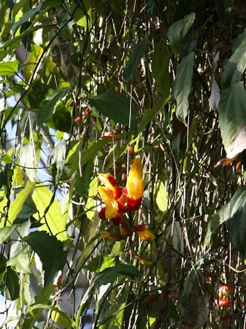 Thunbergia mysorensis