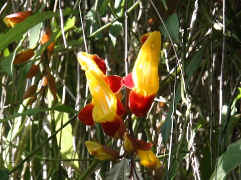 Thunbergia mysorensis