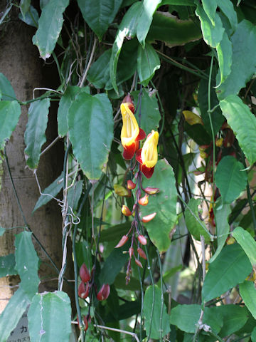 Thunbergia mysorensis