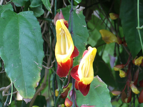 Thunbergia mysorensis