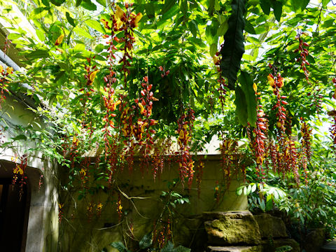 Thunbergia mysorensis