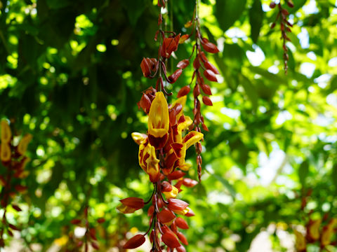 Thunbergia mysorensis