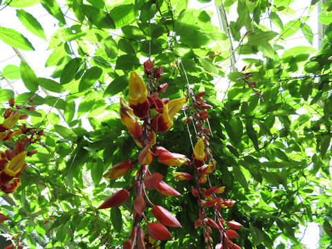 Thunbergia mysorensis