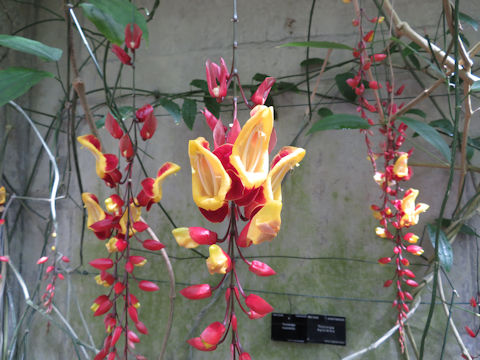 Thunbergia mysorensis