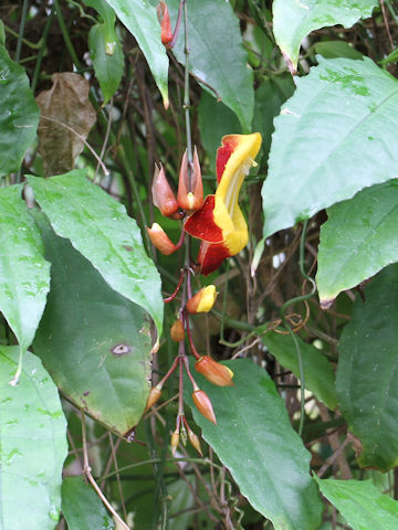 Thunbergia mysorensis