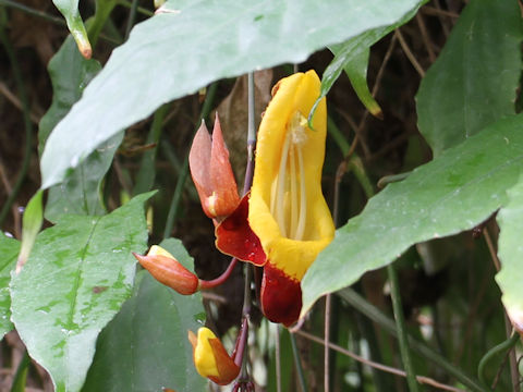 Thunbergia mysorensis