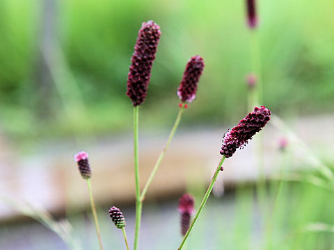 Sanguisorba tenuifolia var. purpurea