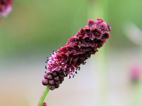 Sanguisorba tenuifolia var. purpurea