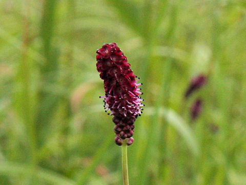 Sanguisorba tenuifolia var. purpurea