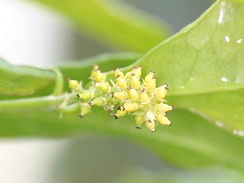 Psychotria manillensis