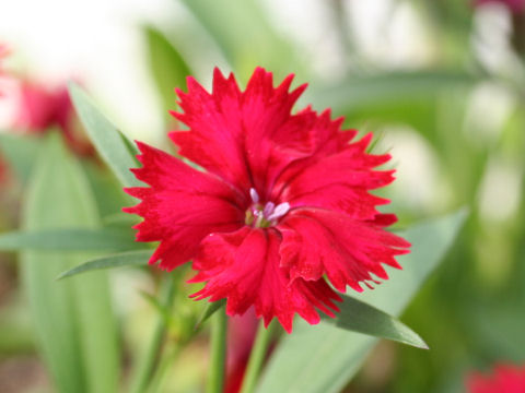 Dianthus cv. Telstar