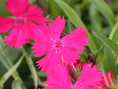 Dianthus cv. Telstar