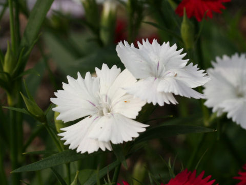 Dianthus cv. Telstar