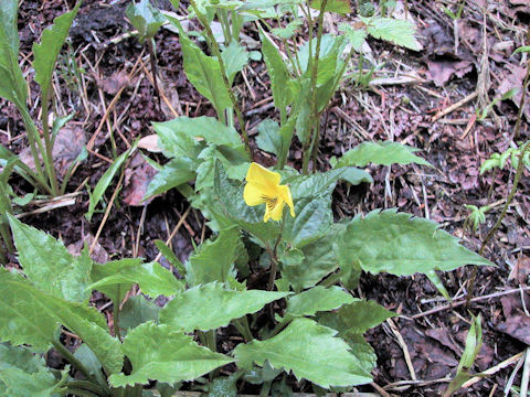 Viola brevistipulata var. kishidai