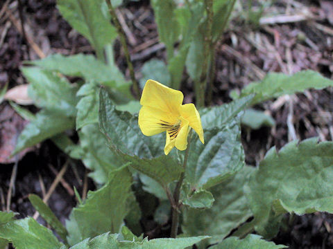 Viola brevistipulata var. kishidai