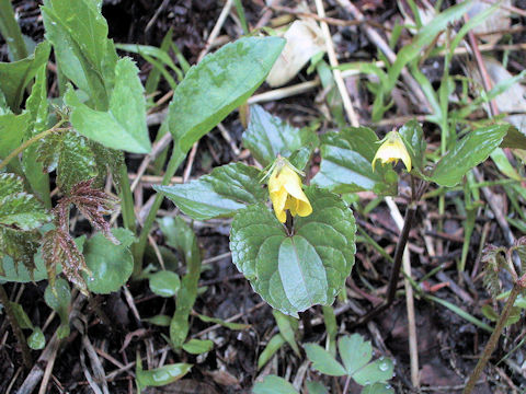 Viola brevistipulata var. kishidai