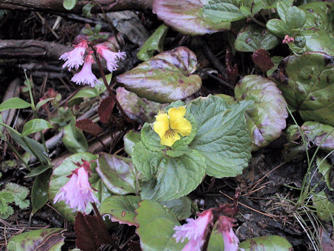 Viola brevistipulata var. kishidai