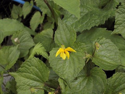 Viola brevistipulata var. kishidai