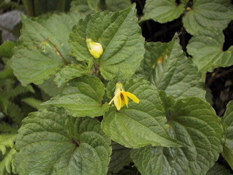 Viola brevistipulata var. kishidai