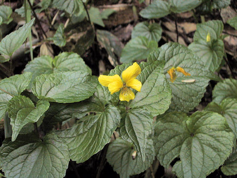 Viola brevistipulata var. kishidai