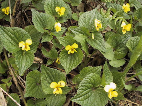 Viola brevistipulata var. kishidai