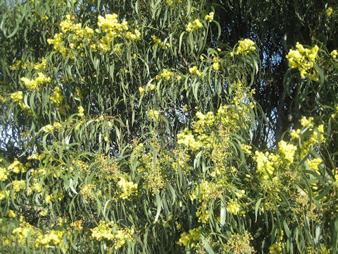 Acasia longifolia