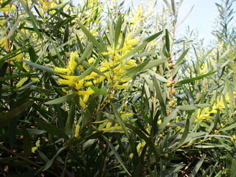 Acasia longifolia