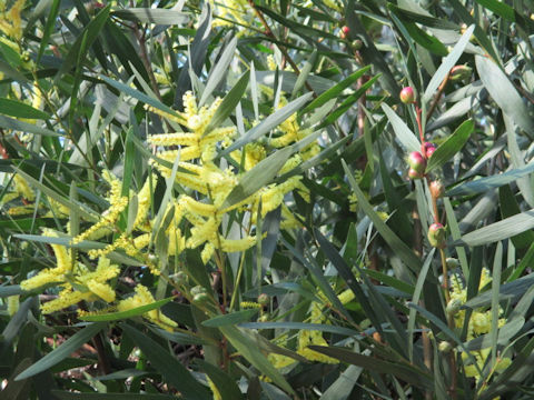 Acasia longifolia