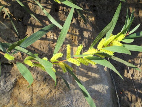 Acasia longifolia