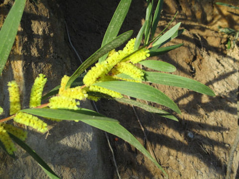 Acasia longifolia
