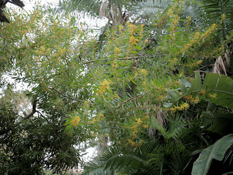 Acasia longifolia