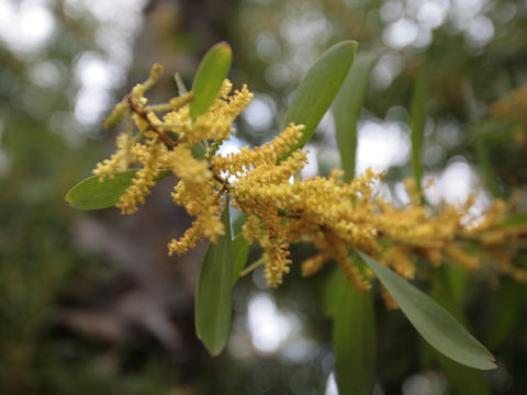 Acasia longifolia