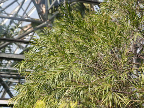 Acasia longifolia