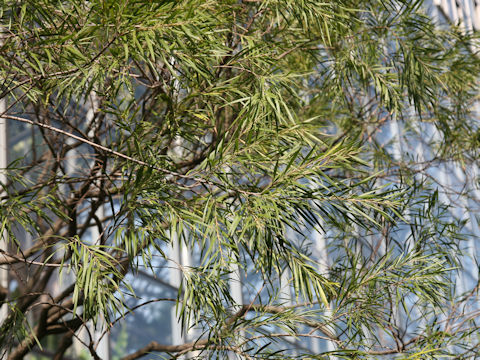 Acasia longifolia