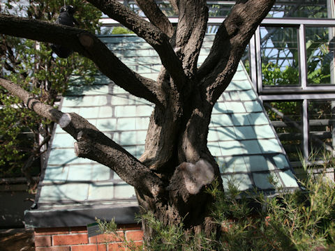 Acasia longifolia