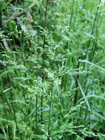 Poa pratensis